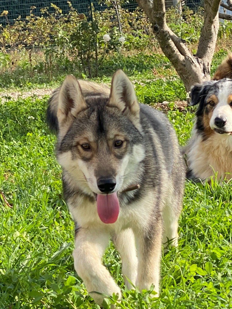 chiot Siberian Husky Du Domaine Des Aubagnans