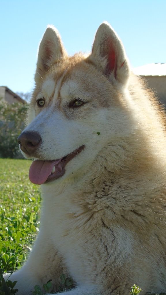 Romance Wolf Of Sibalt