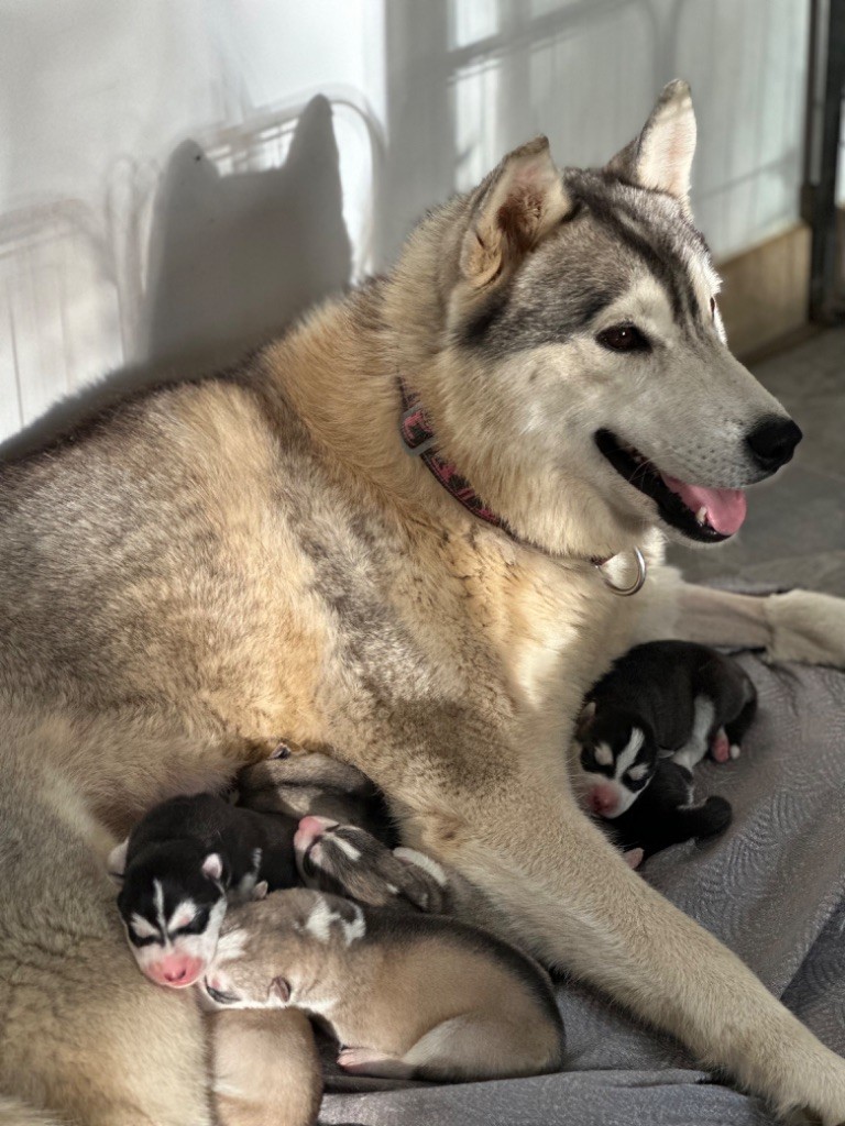 Du Domaine Des Aubagnans - Siberian Husky - Portée née le 12/10/2023