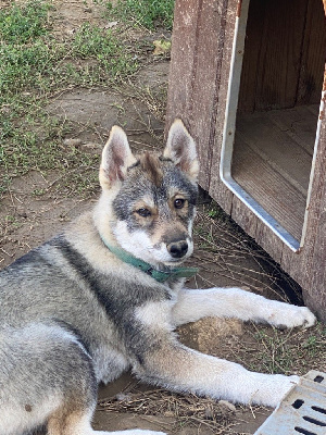 Togo 